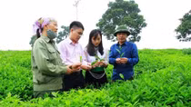 Tín dụng chính sách “tô thắm” bức tranh thảo nguyên Mộc Châu