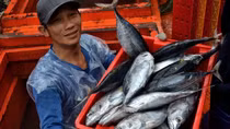 Ngư dân Quảng Trị trúng “lộc biển” những ngày cuối năm