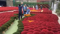 Làng hương Quảng Phú Cầu vào vụ Tết