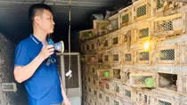 Công phu nghề nuôi “ông hổ mang”