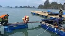 Ngư dân vùng tâm bão nỗ lực khắc phục hậu quả để ra khơi