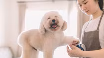 Giun đũa ký sinh trong người vì nuôi 8 con chó, mèo