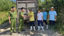 Phó quản lý trang trại cùng 2 nhân viên bán trộm 41 con lợn