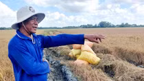 Nông dân Sóc Trăng: "Nhìn bụi bay mù là biết lúa thất thu rồi!"