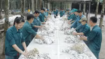 Bình Phước: Giá mủ cao su tăng mạnh, nông dân vui mừng