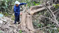 Điều tra vụ cây rừng tái sinh bị “bức tử”?