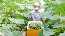 Đẩy mạnh liên kết vùng trong tiêu thụ nông sản