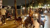 Hà Nội: 10 người bị chó dại cắn, xử lý 3 ổ dịch
