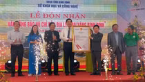 Mai vàng Bình Định được cấp chứng nhận bảo hộ chỉ dẫn địa lý