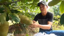 Trái cây do nông dân lai tạo hút hàng