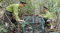 Chung tay ngăn "chảy máu" dải rừng tự nhiên độc đáo của Việt Nam