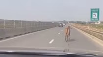 Tài xế hú hồn vì bò tung tăng chạy trên cao tốc 2 làn