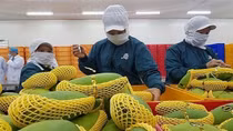 Xuất khẩu rau quả lần đầu tiên dẫn đầu ngành nông nghiệp