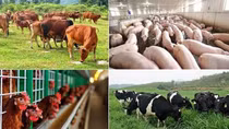 Nhiều giải pháp hạn chế ô nhiễm môi trường trong chăn nuôi