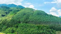 Tiềm năng lớn để phát triển thị trường carbon