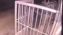 Chó béc giê cắn tử vong bé gái, chủ nuôi chó bị khởi tố