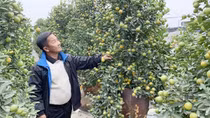 Quất Tứ Liên sụt giảm vào vụ Tết