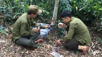 Đặt bẫy ảnh tìm Sao la ở rừng bảo tồn Bắc Hướng Hóa