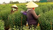 Trắng đêm mùa hoa Tết
