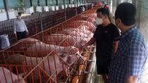 Vùng trọng điểm chăn nuôi sẵn sàng cung thực phẩm cho thị trường dịp Tết