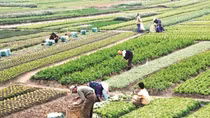 Người dân có đất nông nghiệp bị thu hồi sẽ được bồi thường bằng nhà ở
