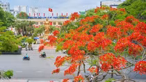 Thành phố cảng tháng 5 rợp trời hoa