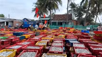 Ngư dân Bình Định trúng đậm mùa cá cơm