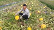 Về vùng trồng dưa hấu truyền thống ở Sóc Trăng ngày cận Tết