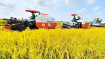 Xây dựng nhãn hiệu lúa giảm phát thải, nâng giá trị hạt gạo Việt Nam