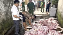 Khởi tố vụ chuyên thu gom lợn chết, lợn dịch bán ra thị trường