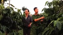 Mùa thu hoạch cà phê, Công an vùng cao trắng đêm tuần tra bảo vệ trật tự