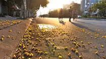 Hà Nội sáng lác đác mưa, trưa chiều hửng nắng