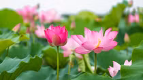 Mùa sen ở trong tôi