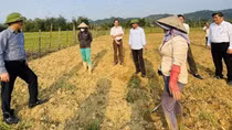 Hồi sinh màu xanh trên đất “chết”