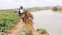 Sông Krông Nô “kêu cứu”