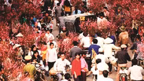 Nhịp phố xuân hoa