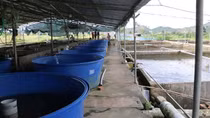 Lâm Đồng: Thu tiền tỷ từ nuôi cá nước lạnh ở huyện Đam Rông