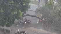 Hà Nội: Cây phượng bật gốc đè hai chị em thương vong