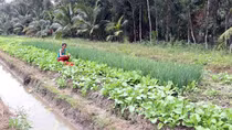 Chuyển đổi đất lúa khó sản xuất sang trồng màu cho thu nhập cao gấp 3 - 4 lần