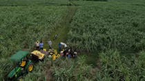 NPK Phú Mỹ gắn kết "Đất màu mỡ - Mía ngọt ngào”