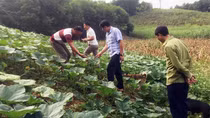 Về Tân An - “Mù lử gia tuờ”