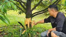 Khởi tố vụ phá hoại sầu riêng ở Lâm Đồng