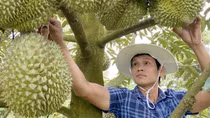 Cảnh báo tình trạng ồ ạt chuyển đổi trồng sầu riêng