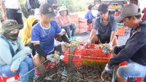 Chuyển đổi linh hoạt ở “thủ phủ tôm hùm”