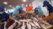 Vasep kiến nghị gỡ vướng cho doanh nghiệp thủy sản