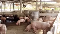 Phạt 3 công ty chăn nuôi hơn 2,3 tỷ đồng vì gây ô nhiễm môi trường
