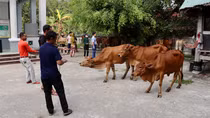 Thủy điện Sông Bung trao sinh kế cho người dân nghèo