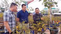 Nỗi niềm người dân ở “thủ phủ” trồng mai Tết miền Trung