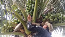 Tín hiệu lạc quan từ dừa (Kỳ 1)