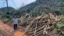 Nhiều vụ tranh chấp rừng sản xuất sau bão số 3 ở Quảng Ninh